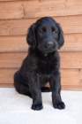 Flat Coated Retriever